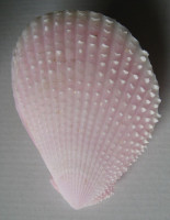 Lima vulgaris Link, 1807